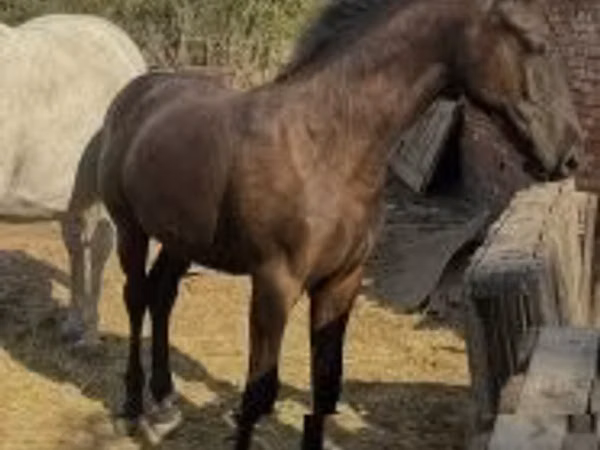Horse (M), Horses — Hungary