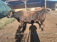 Sapi, Jersey breed — foto 1