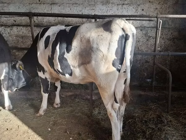 Cow, Russian Black pied cattle — Poland