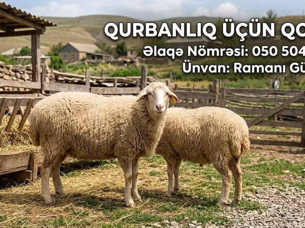 Pecore (lotto, sesso non specificato), Pecore — Azerbaigian
