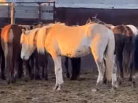 Horses (batch, sex not specified), Horses — photo 4