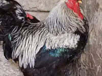Chickens — photo 2