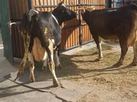 Cow, Holstein breed — photo 4