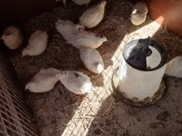 Quails — Ungarn