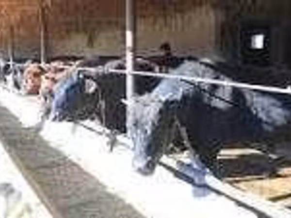 Cattle (batch, sex not specified), Aberdeen-Angus — Uzbekistan