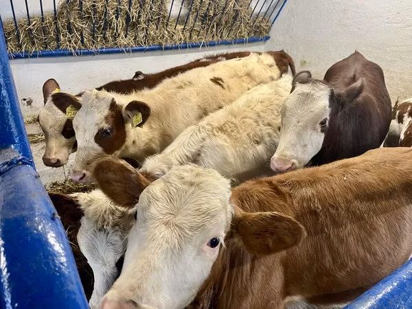 암소, Simmental cattle