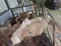 Ram, Sheep — photo 1