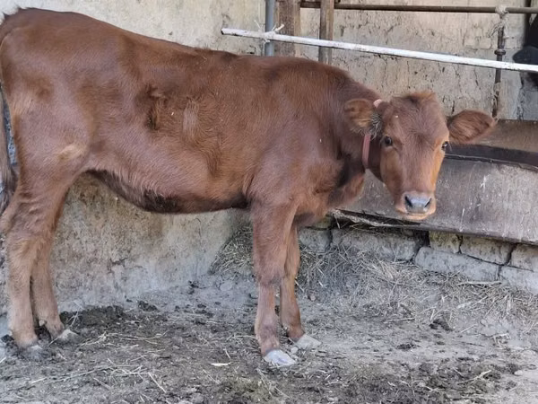 Cow, Cattle — Uzbekistan