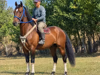 اسب نر, Kyrgyz Horse — عکس 1