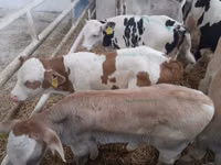 सांड, Simmental cattle — फ़ोटो 1