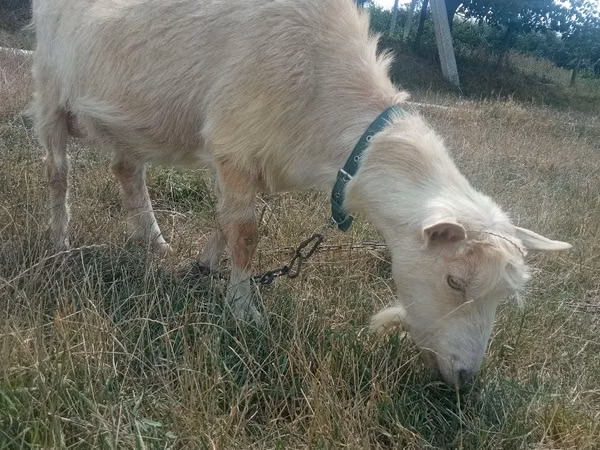 Goat, Goats — Moldova