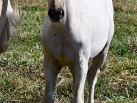 Kuda betina, Quarter Horse — foto 2