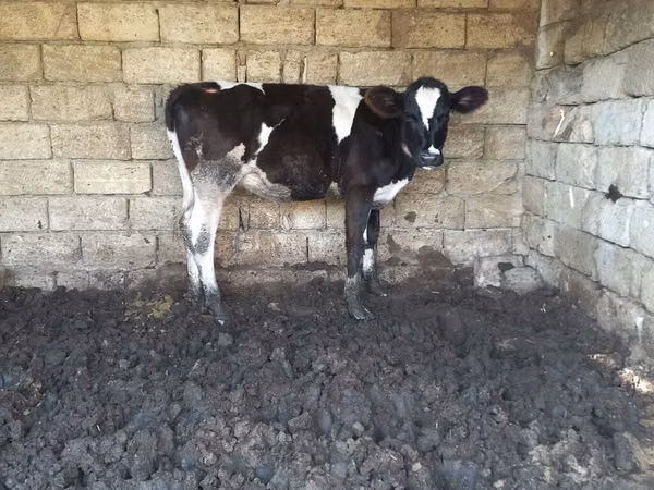 Ko, Russian Black pied cattle