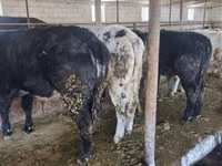 Bull, Belgian Blue — photo 2