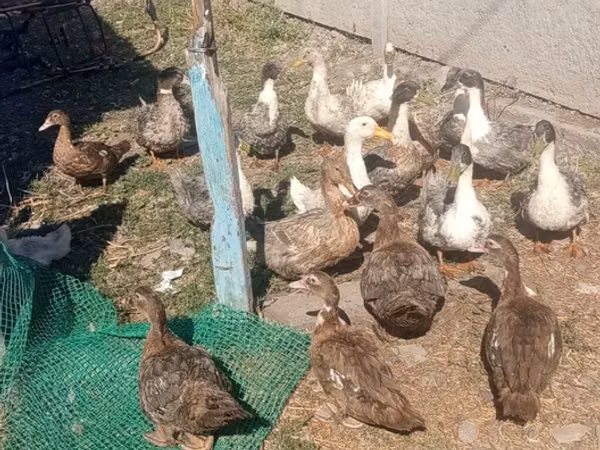 Domestic Muscovy — Kyrgyzstan