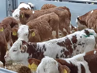 Bulle, Simmental cattle — Foto 1