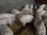 Babi hutan, Pigs — foto 3