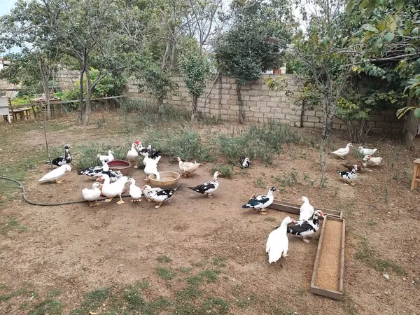 Domestic Muscovy — Azerbaijan