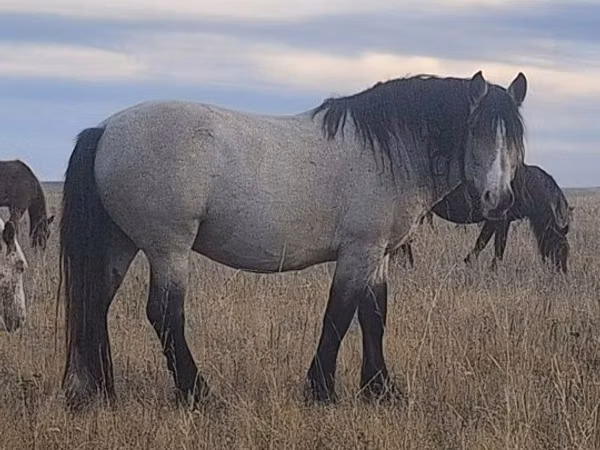 Horse (M), Soviet Heavy draft — Kazakhstan
