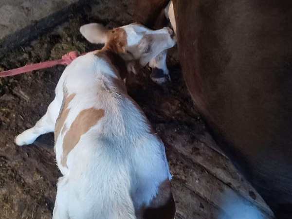 Cow, Cattle
