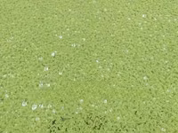 Azolla Seeds 1kg — φωτογραφία 1
