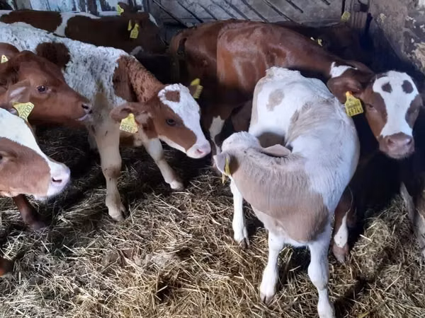 Bull, Simmental cattle