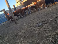 Bulle, Simmental cattle — Foto 2