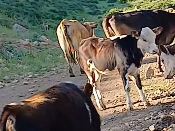 Bò đực, Gia súc
