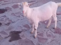 Goat, Saanen goat — photo 5