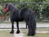 Horse (M), Fell pony — photo 8