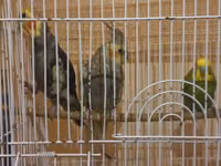 Her 3 de satilir qefesle birlikde dilde bawa duwur biri — foto 1