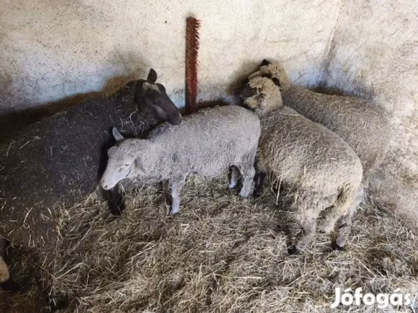 Sheep, Sheep — Hungary