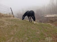घोड़ा, घोड़े — फ़ोटो 3