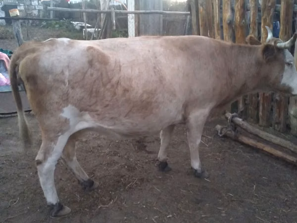 Cow, Simmental cattle — Kazakhstan
