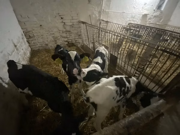 Cow, Holstein breed — Poland