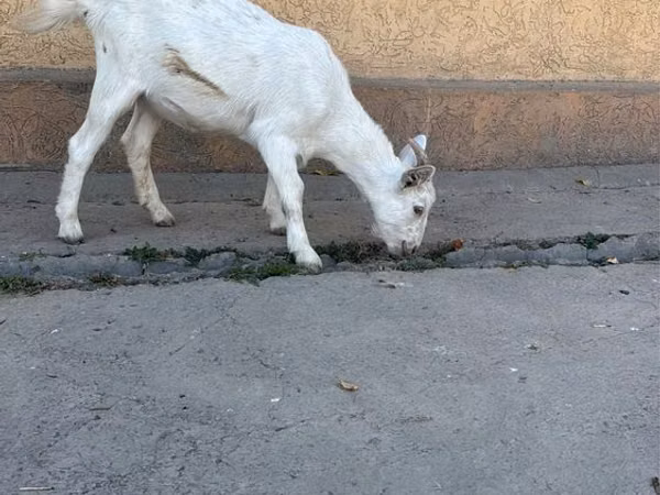 Goat, Nubian Goat