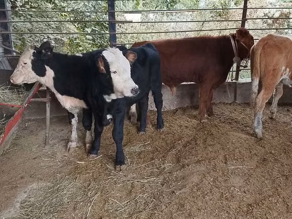 Bull, Cattle — Kazakhstan
