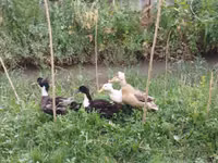 Ducks — عکس 8
