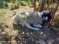 Ram, Blackheaded Persian sheep — photo 1