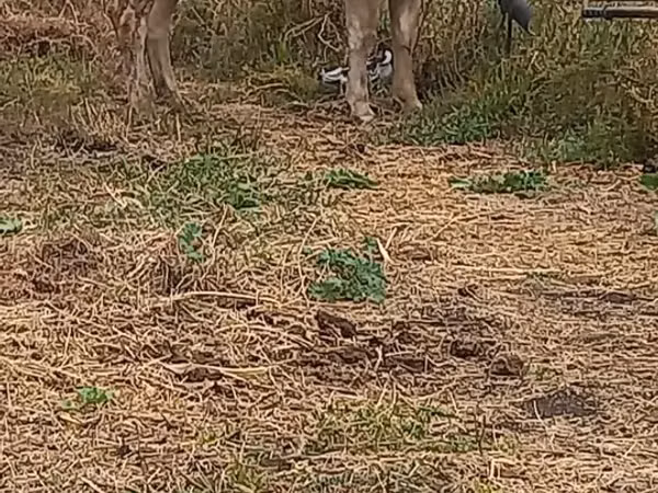 Cow, Swiss cattle