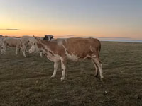 雌牛, Simmental cattle — 写真 1