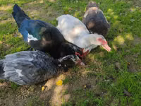 Ducks — photo 7
