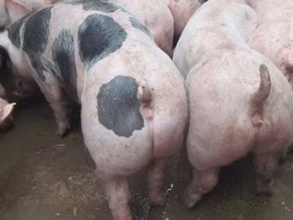 Boar,  — Hungary