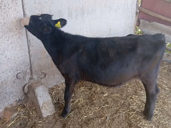 Гов, Russian Black pied cattle — Қирғизистон