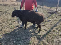 Ram, Sheep — photo 3