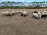 Får, Merino sheep — foto 6