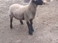 Ram, White Suffolk sheep — photo 1