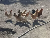 Chickens — photo 2