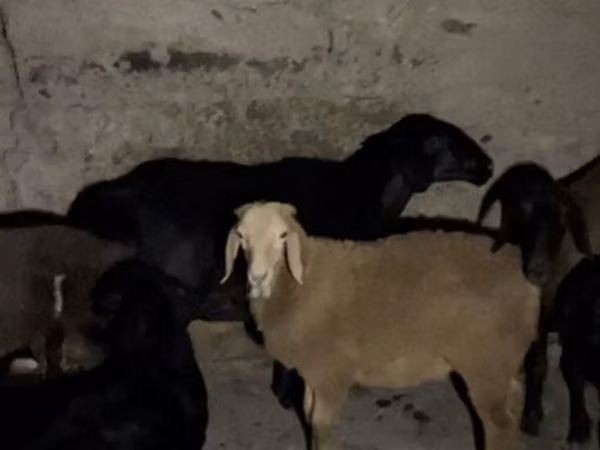 میش, گوسفند — قرقیزستان