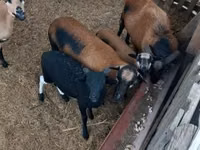 Får (parti, køn ikke angivet), Cameroon sheep — foto 6